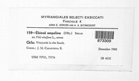 Elsinoe ampelina image